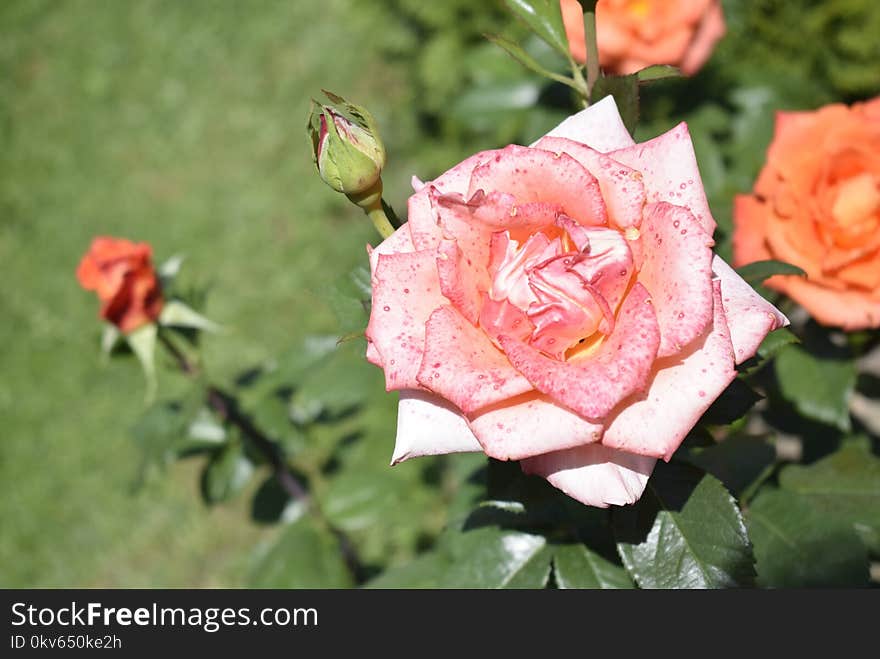 Rose, Flower, Rose Family, Floribunda