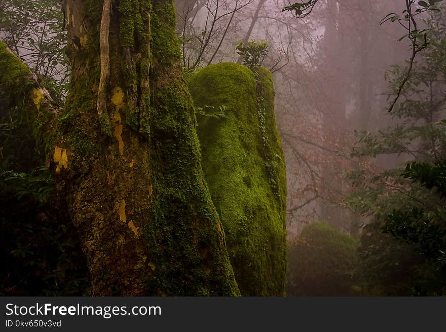 Nature, Vegetation, Nature Reserve, Forest