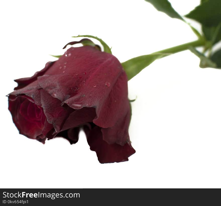 Flower, Red, Rose Family, Plant