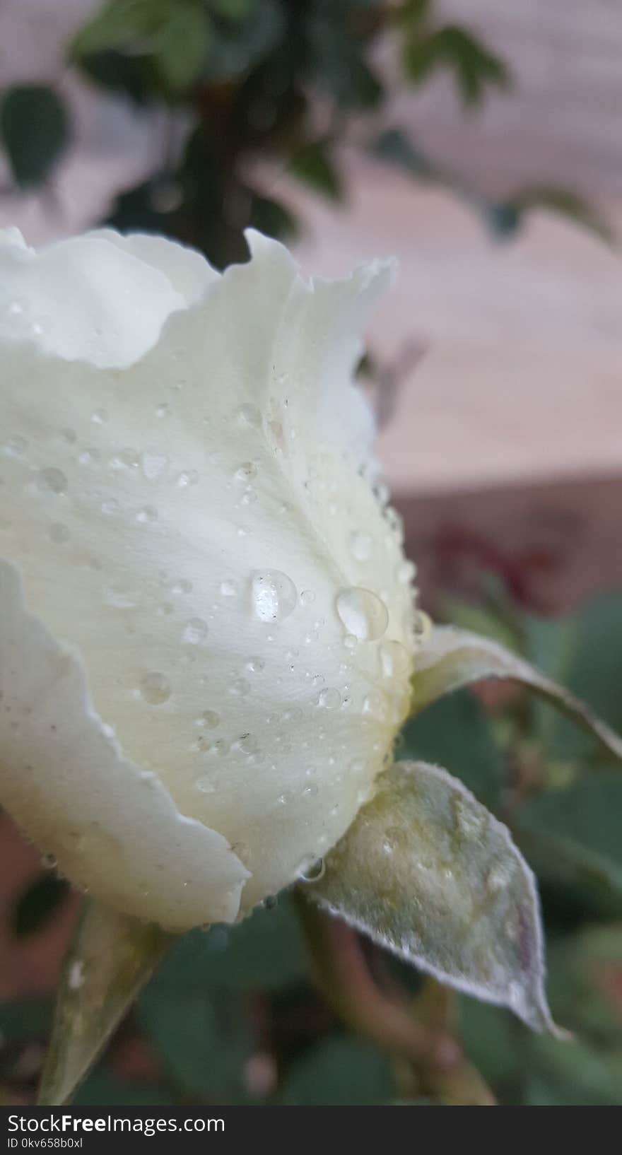 White, Flower, Plant, Flora