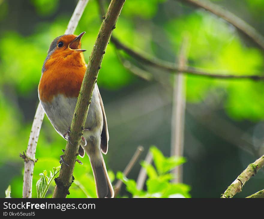 Bird, Beak, Fauna, European Robin