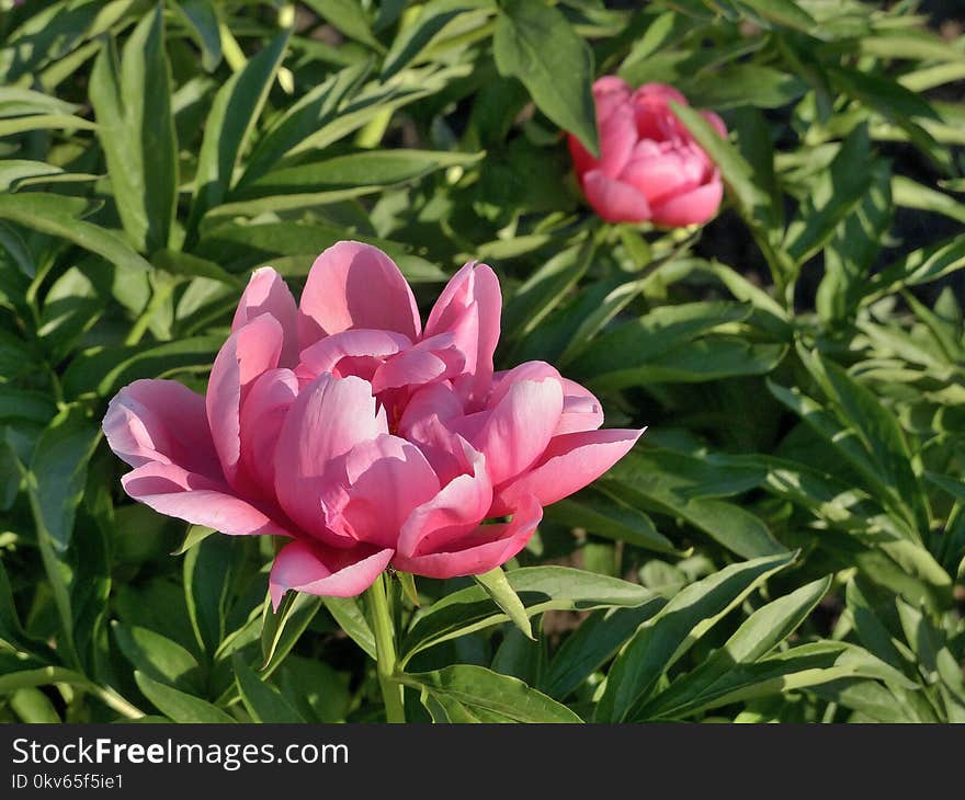 Flower, Plant, Flowering Plant, Peony