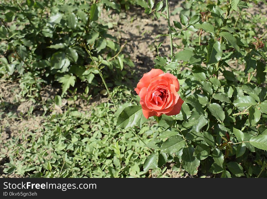 Flower, Rose Family, Rose, Plant