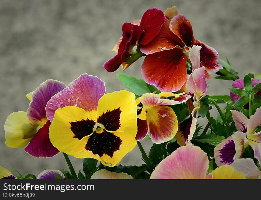 Flower, Plant, Pansy, Flora