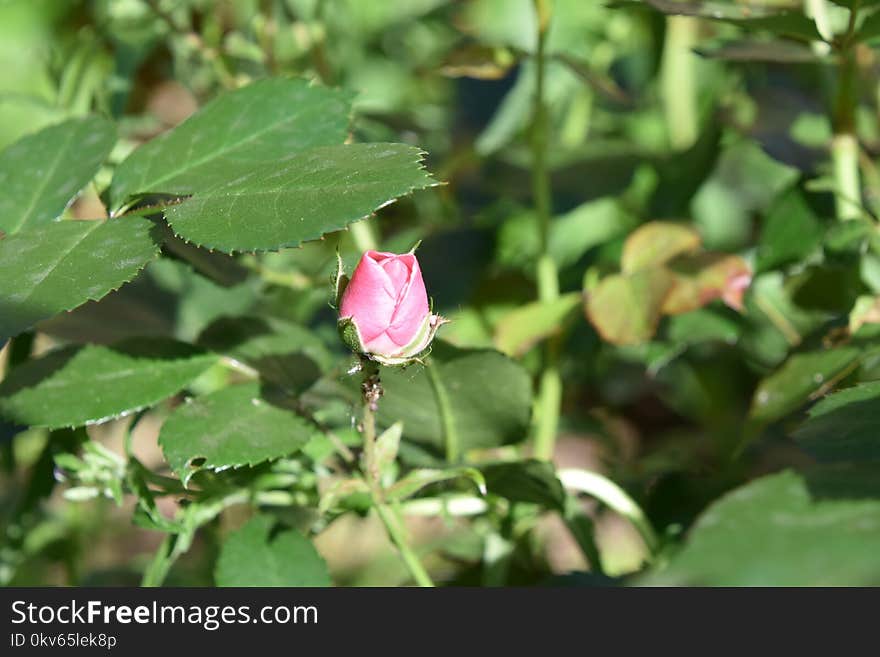 Plant, Flower, Flora, Flowering Plant