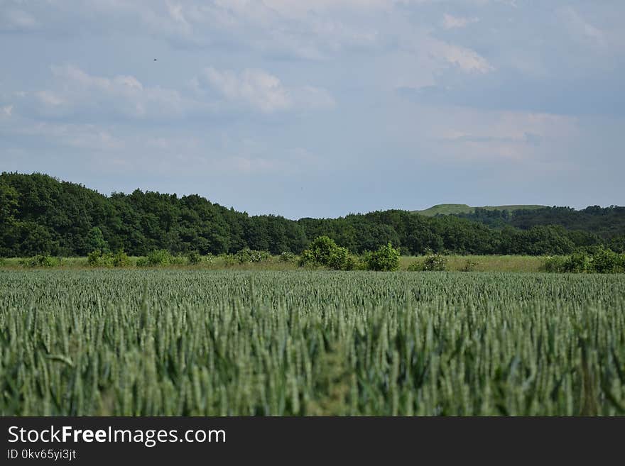 Field, Crop, Vegetation, Sky