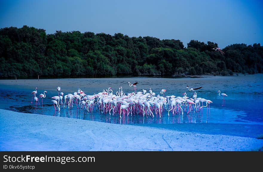 Water, Nature, Body Of Water, Vertebrate