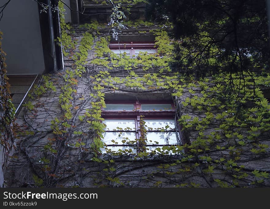 Nature, Plant, Tree, Architecture