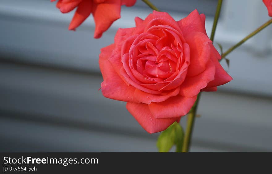 Rose, Flower, Rose Family, Red