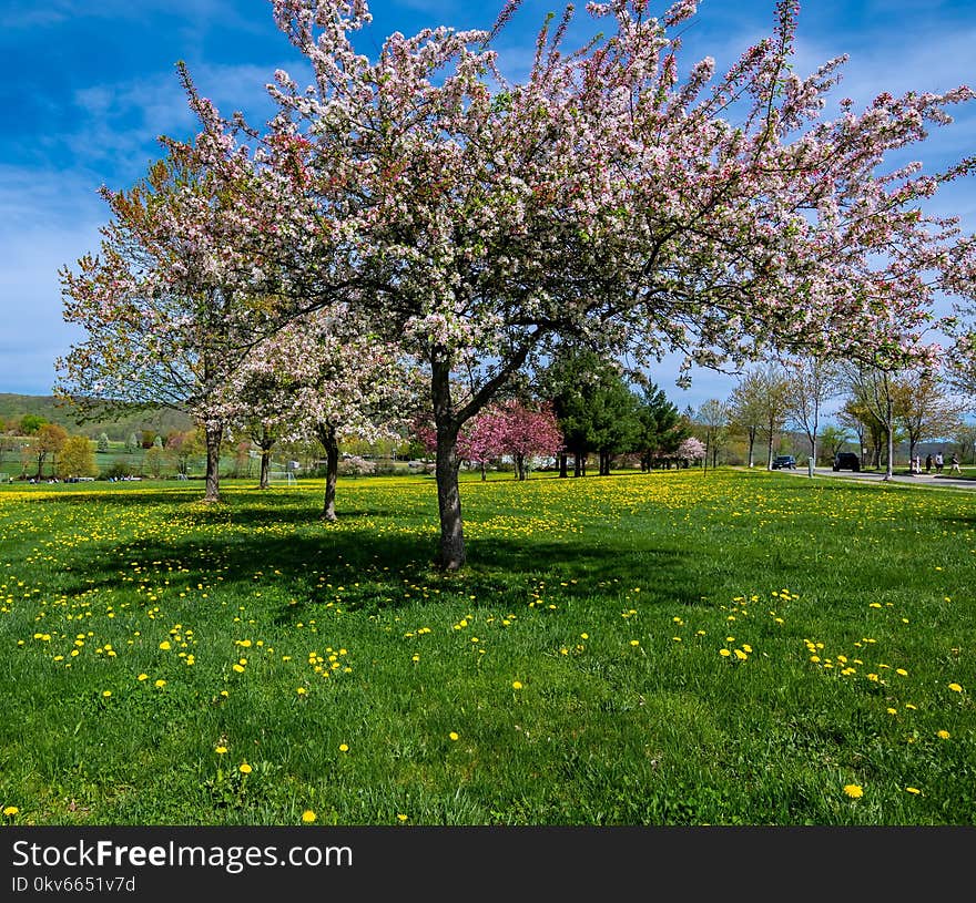 Tree, Blossom, Sky, Spring