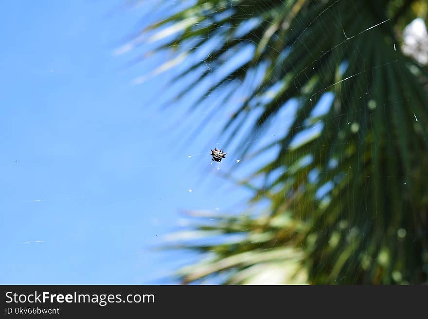 Sky, Tree, Pine Family, Branch