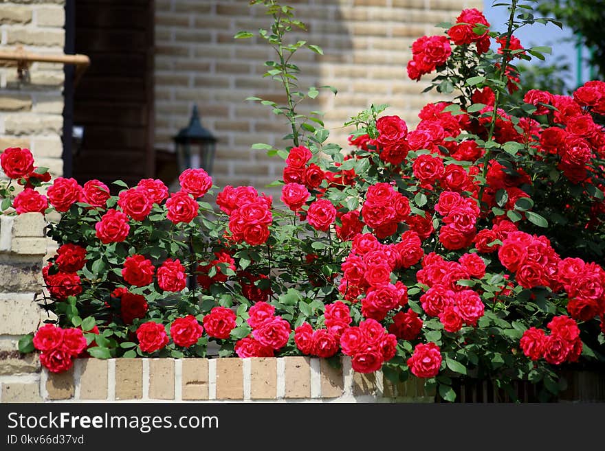 Flower, Plant, Rose, Garden Roses