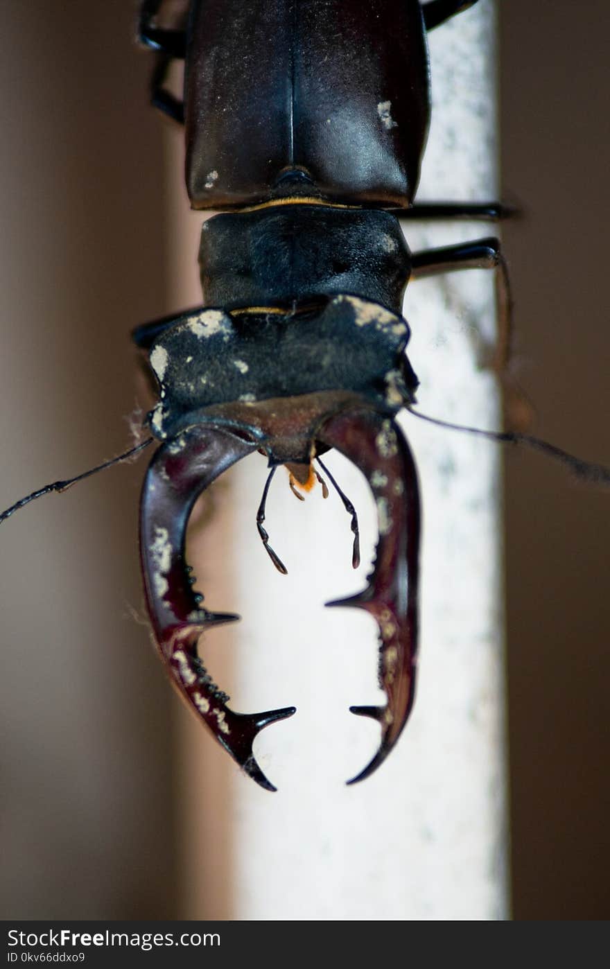 Insect, Close Up, Invertebrate, Macro Photography