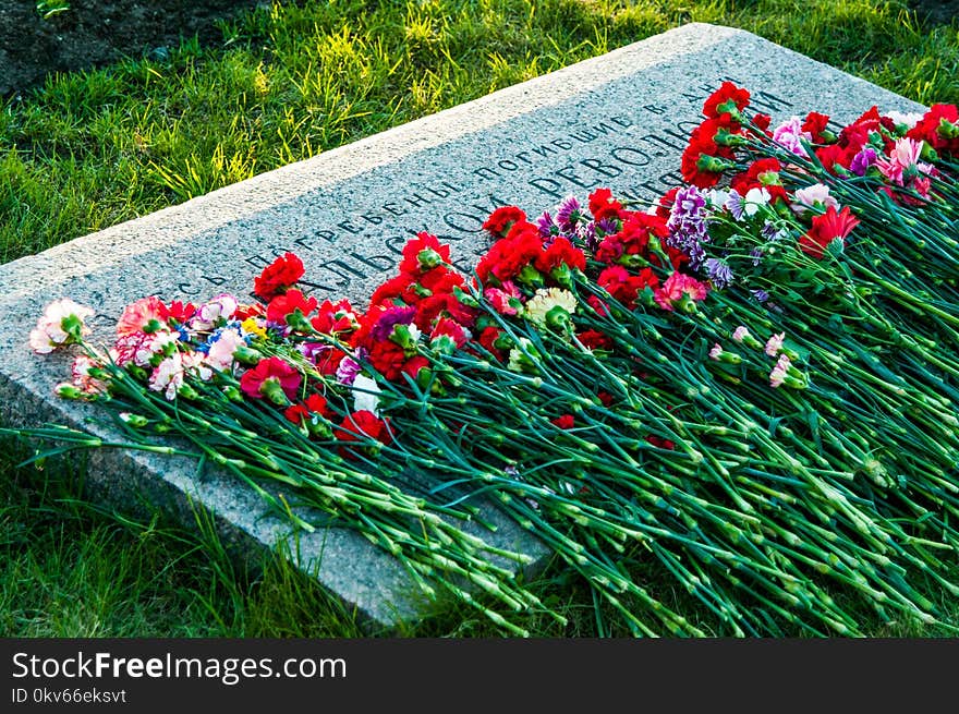 Flower, Plant, Flowering Plant, Grass