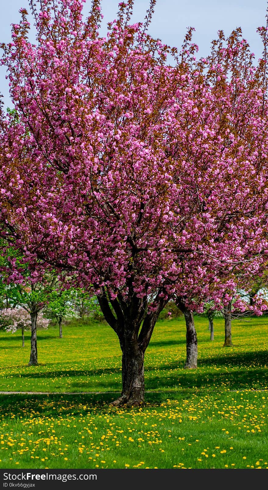 Blossom, Spring, Plant, Tree