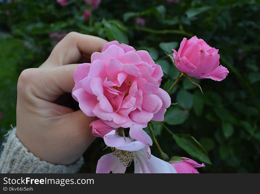 Flower, Plant, Pink, Rose