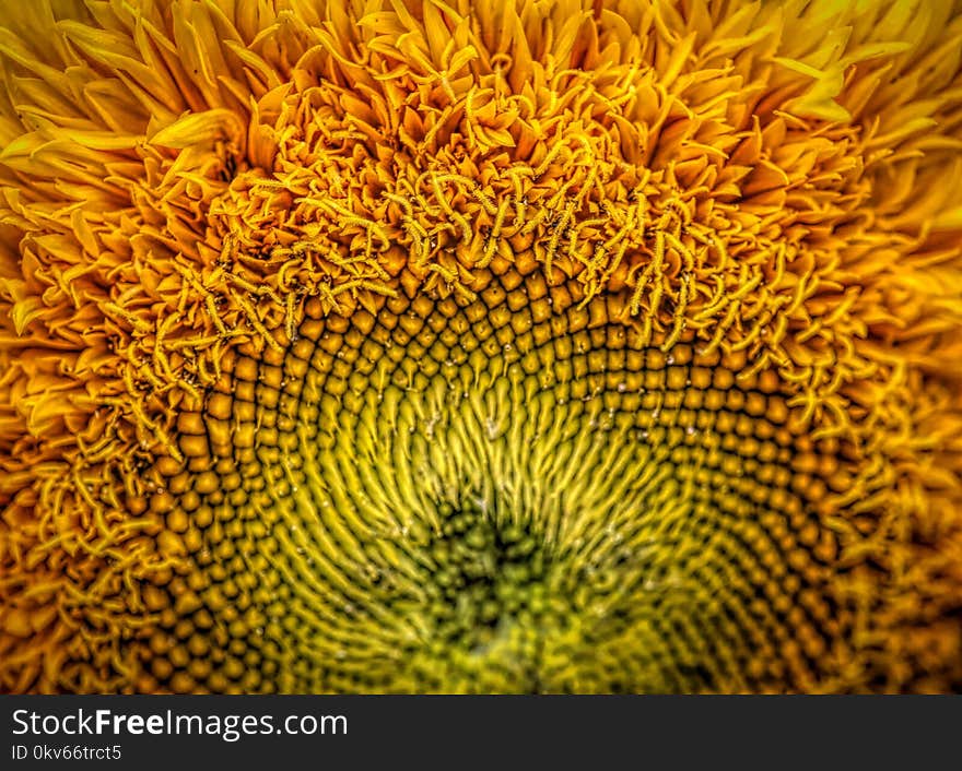 Sunflower, Flower, Yellow, Sunflower Seed