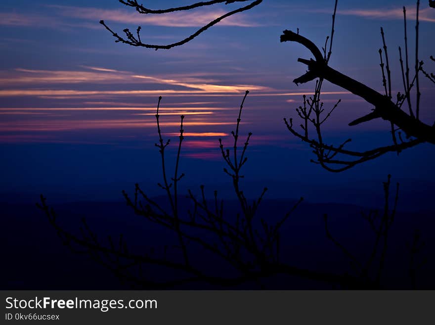 Sky, Branch, Sunrise, Dusk