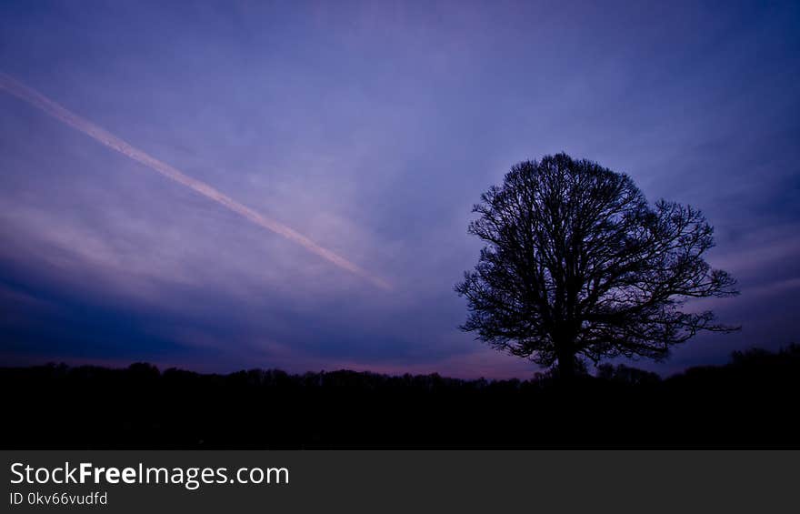 Sky, Tree, Atmosphere, Dawn