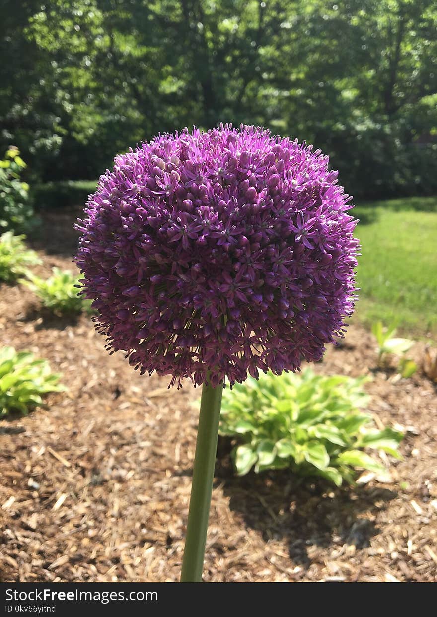 Plant, Purple, Flowering Plant, Onion Genus