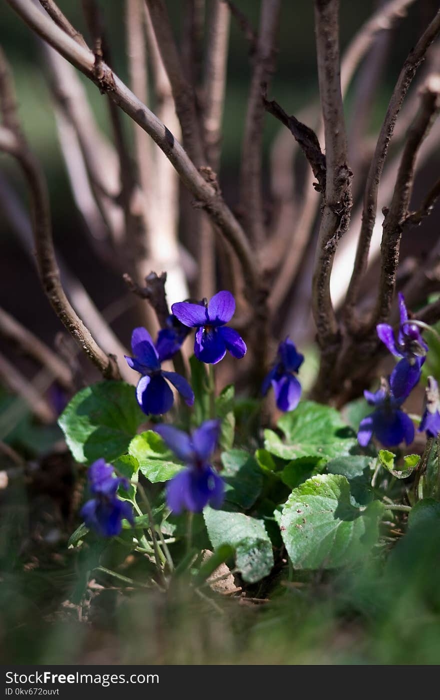 Flora, Plant, Flower, Flowering Plant