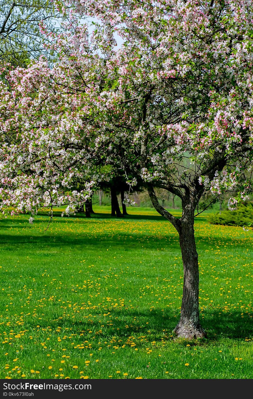 Tree, Blossom, Spring, Flora