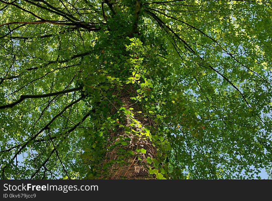 Tree, Ecosystem, Nature, Temperate Broadleaf And Mixed Forest