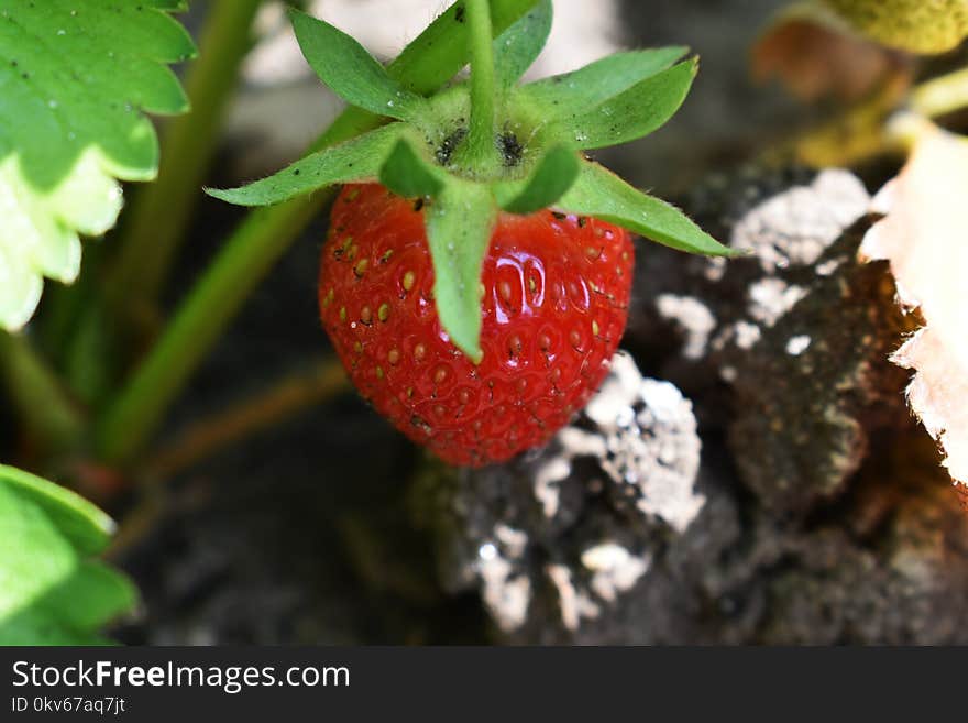 Strawberry, Strawberries, Natural Foods, Fruit