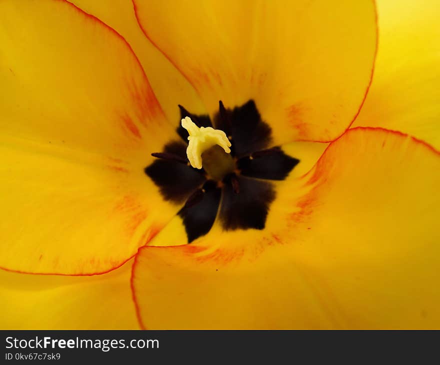 Flower, Yellow, Close Up, Orange