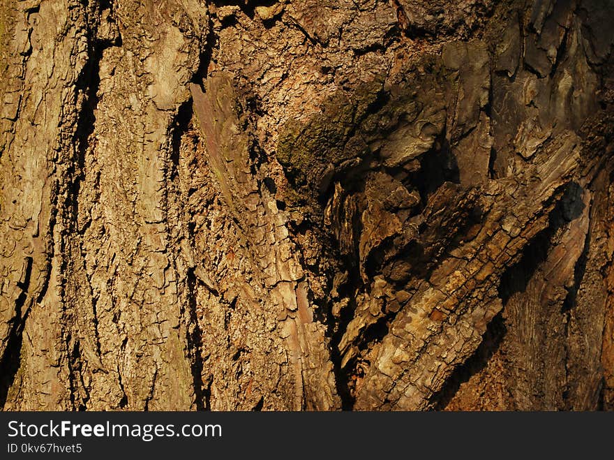 Rock, Wood, Geology, Formation