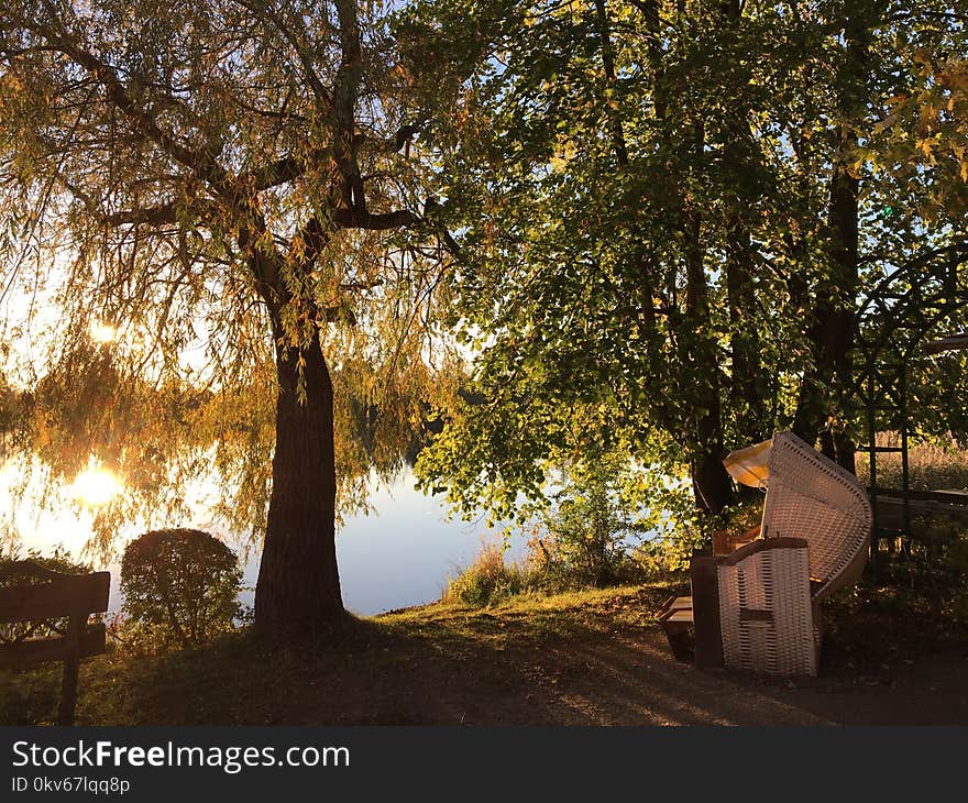 Tree, Nature, Woody Plant, Grove