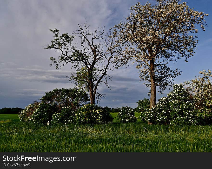 Tree, Sky, Nature, Woody Plant