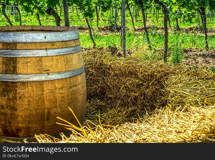 Grass, Hay, Forest, Wood