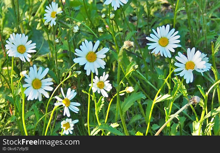 Flower, Oxeye Daisy, Plant, Flora