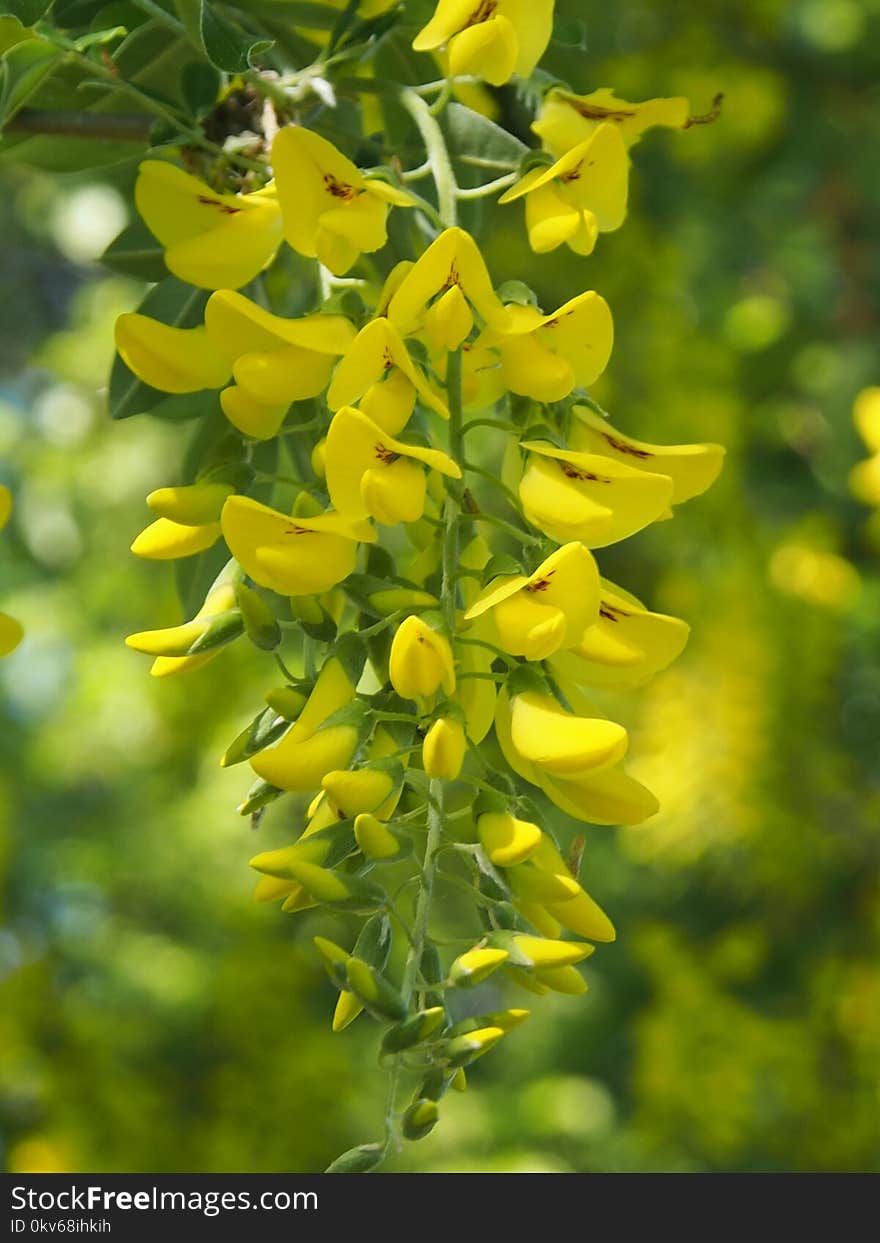 Yellow, Flora, Flower, Plant