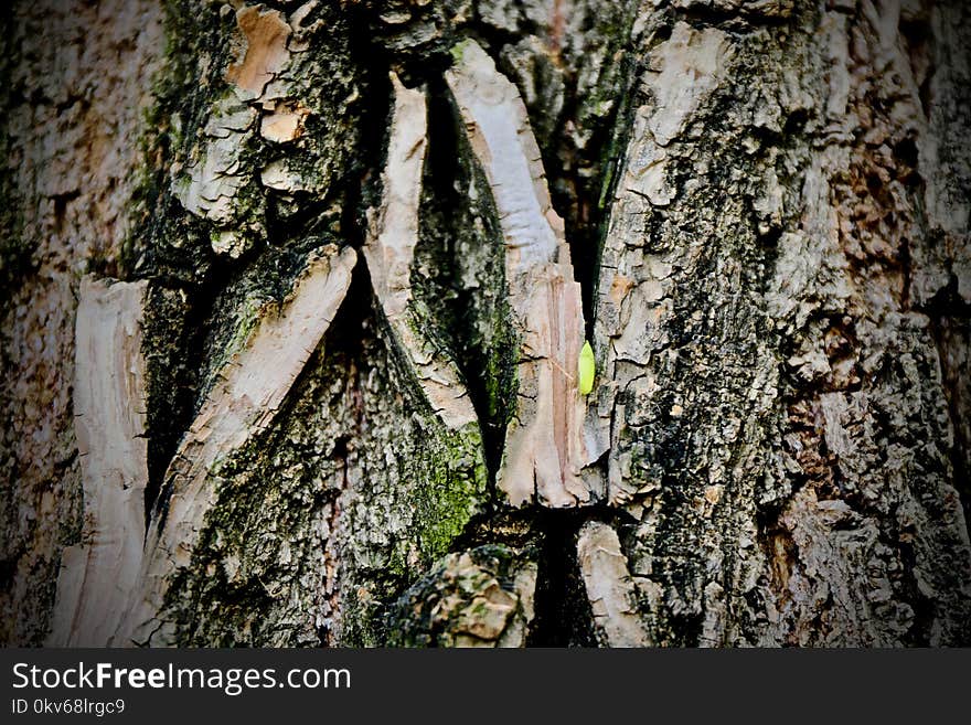 Tree, Woody Plant, Trunk, Plant