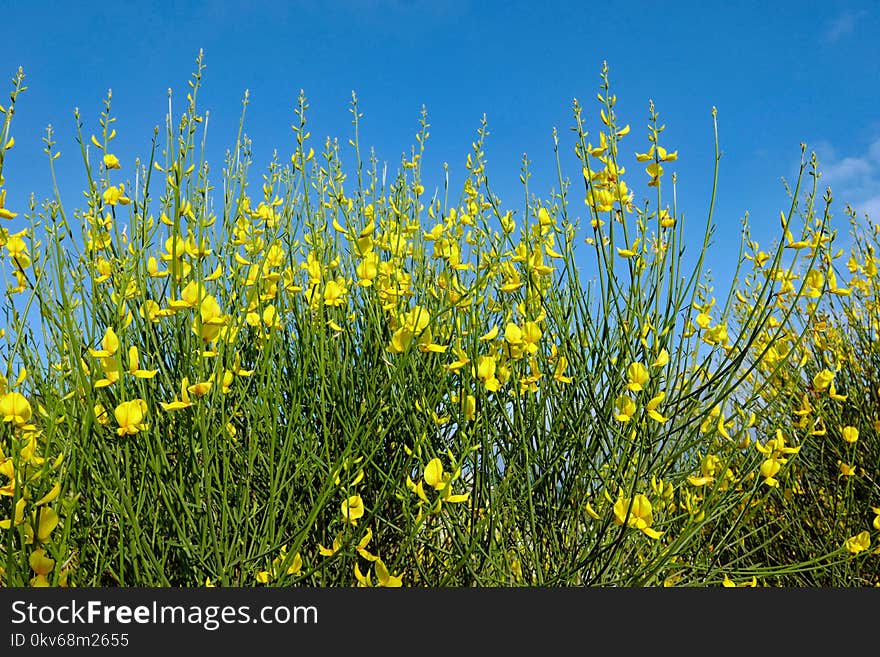 Rapeseed, Canola, Yellow, Ecosystem