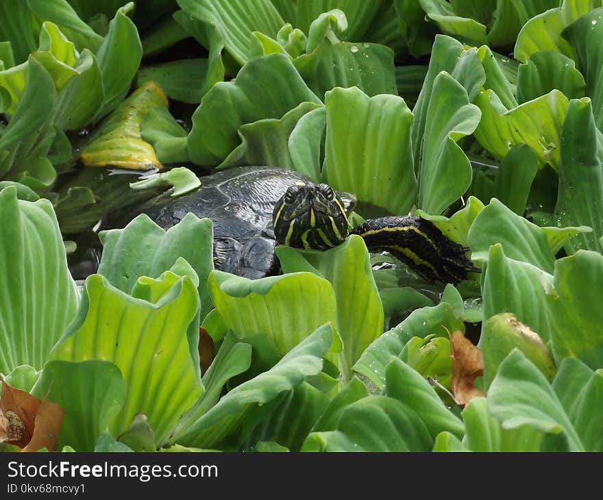 Plant, Leaf, Vegetation, Flora