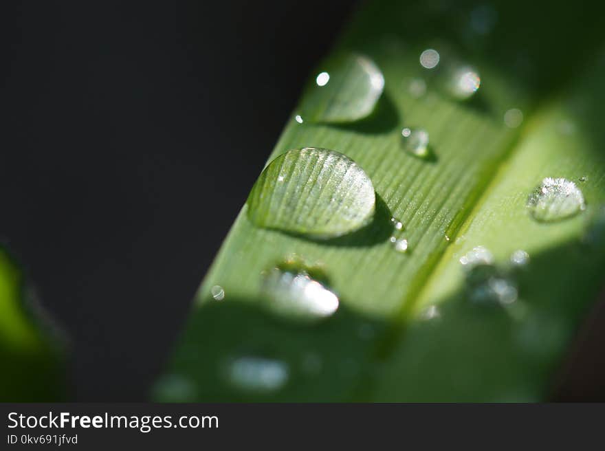 Water, Dew, Drop, Green