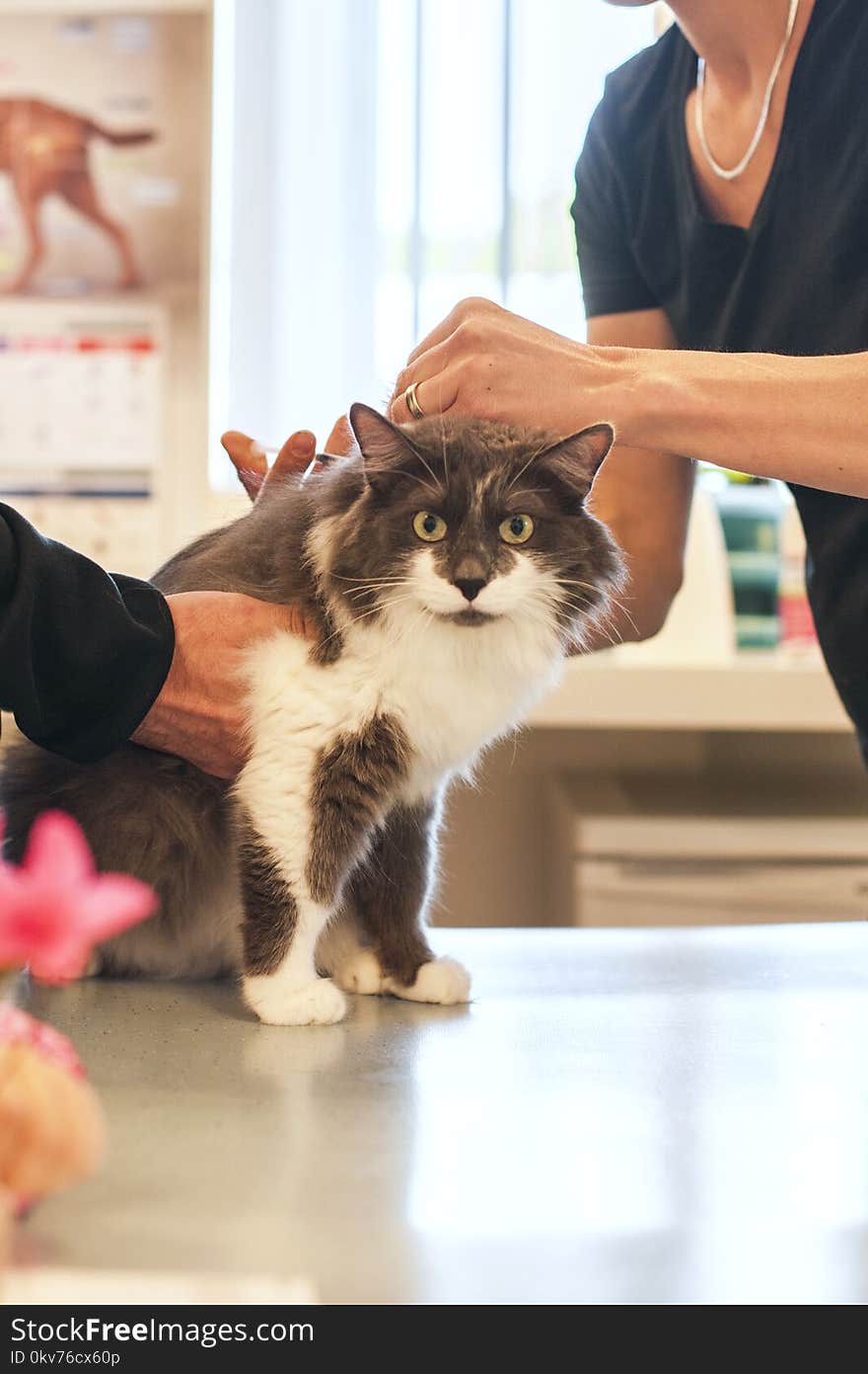 The Doctor Injects A Cat In A Veterinary Clinic.