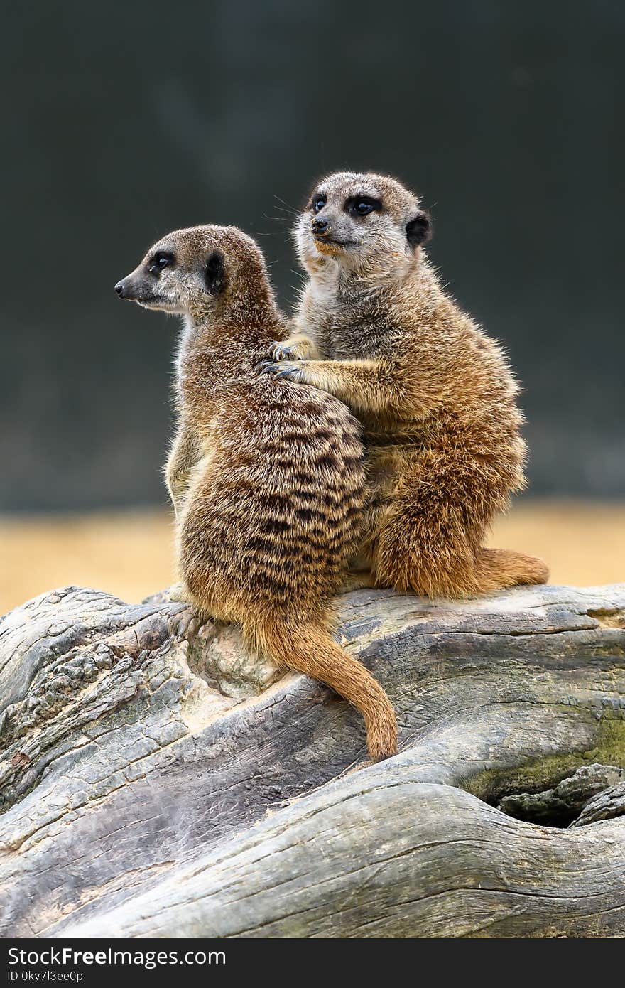 Cute Meerkats isolated from the background