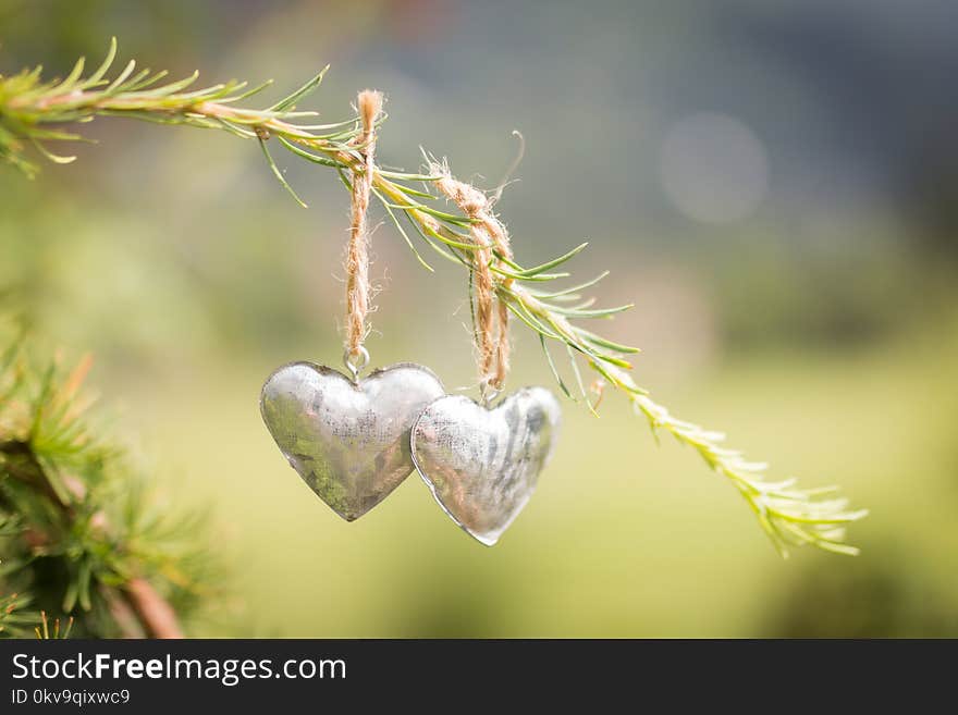 There are two small metal hearts hanging on a green conifer branch on a brown string with the garden in the background