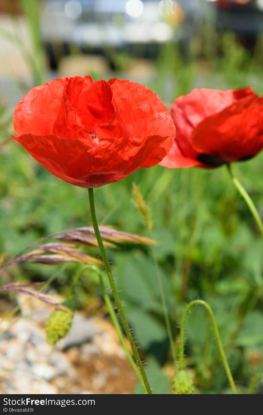 Floral background of poppy flowers, season weather concept