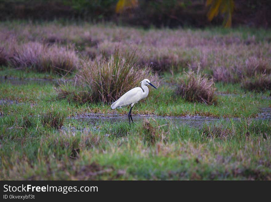 Shallow Photography of Great Egret