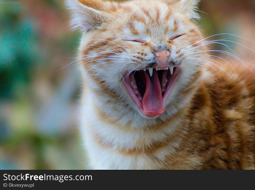 Selective Focus Photography of Yawning Orange Tabby Cat