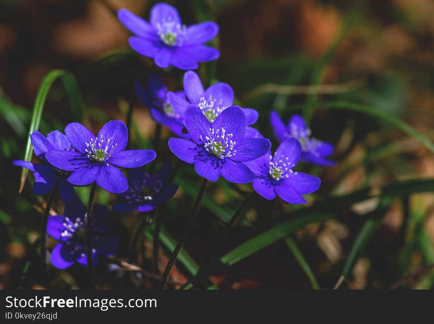 Close View of Purple Flowers