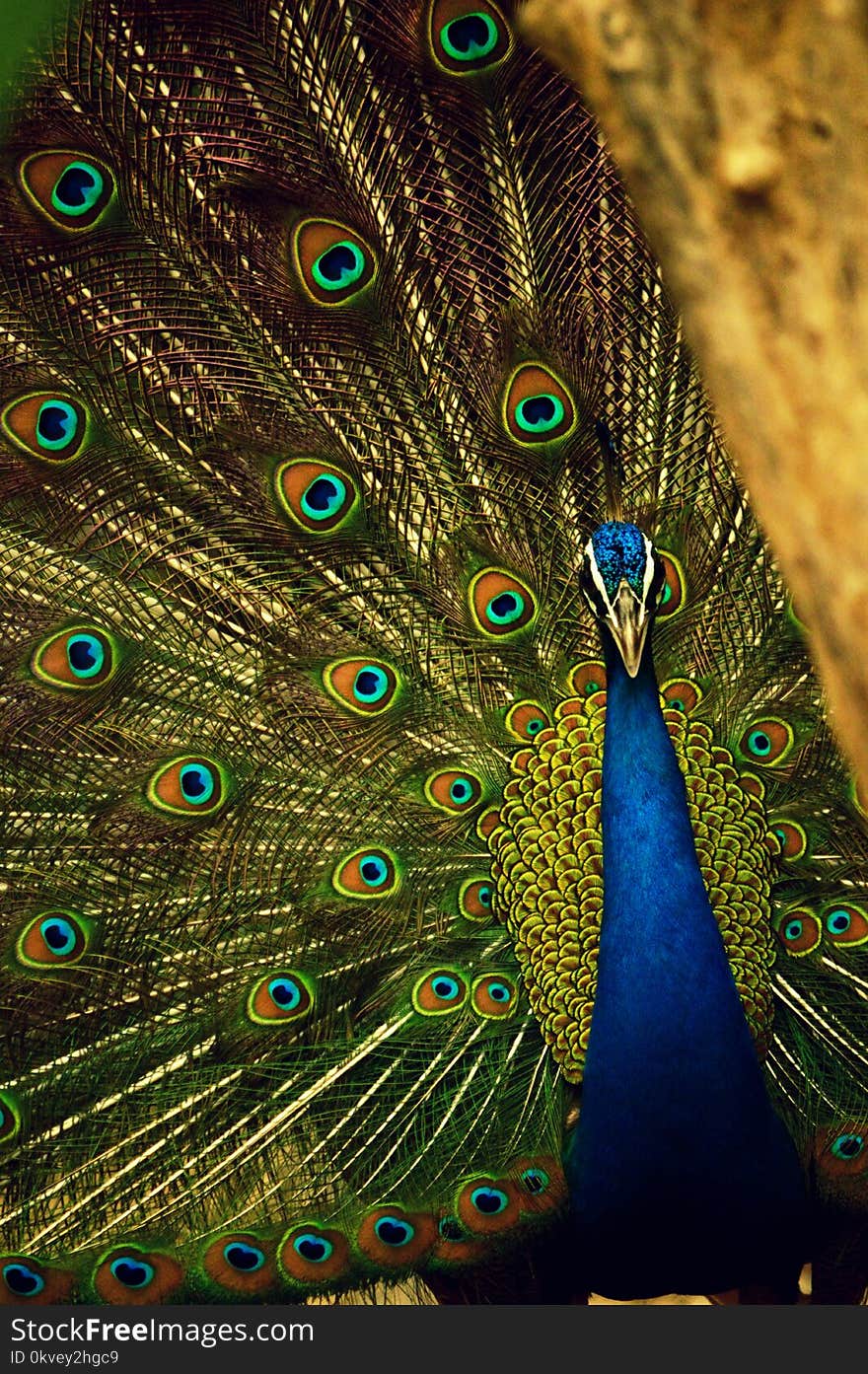 Blue and Green Peafowl