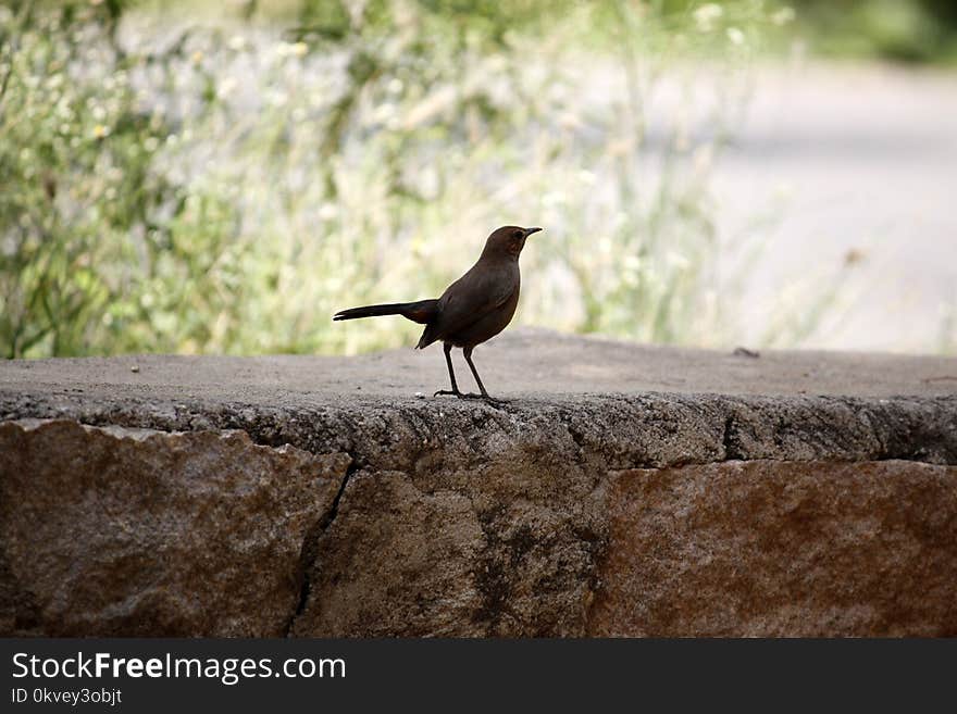 Black Bird on Stone Surface