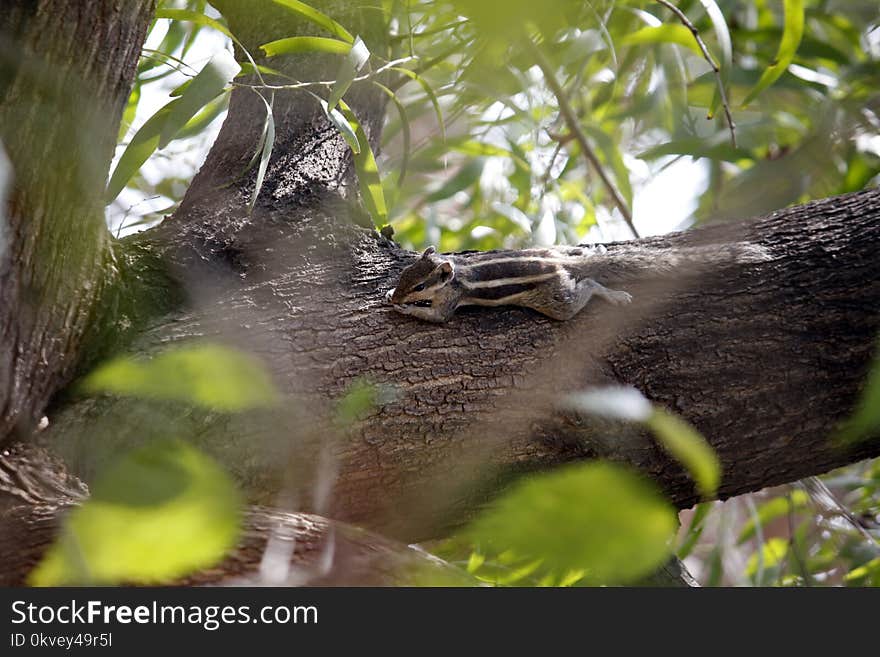 Black and White Squirrel on Tree