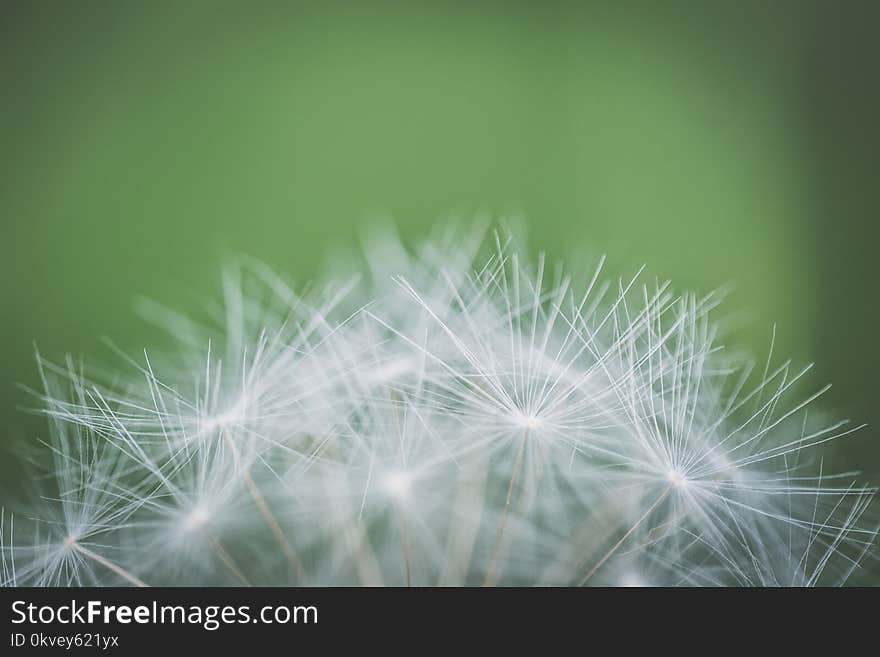 Focus Photography of Withered Dandelion